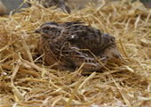 quail in straw