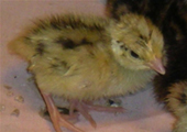 cute baby quail