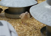 quails in natural environment