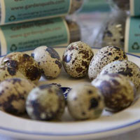 quail eggs