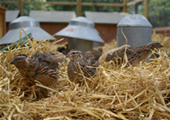 free to fly quail in straw