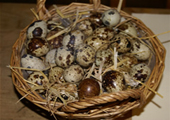 basket of quail eggs