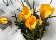 crocuses in the snow